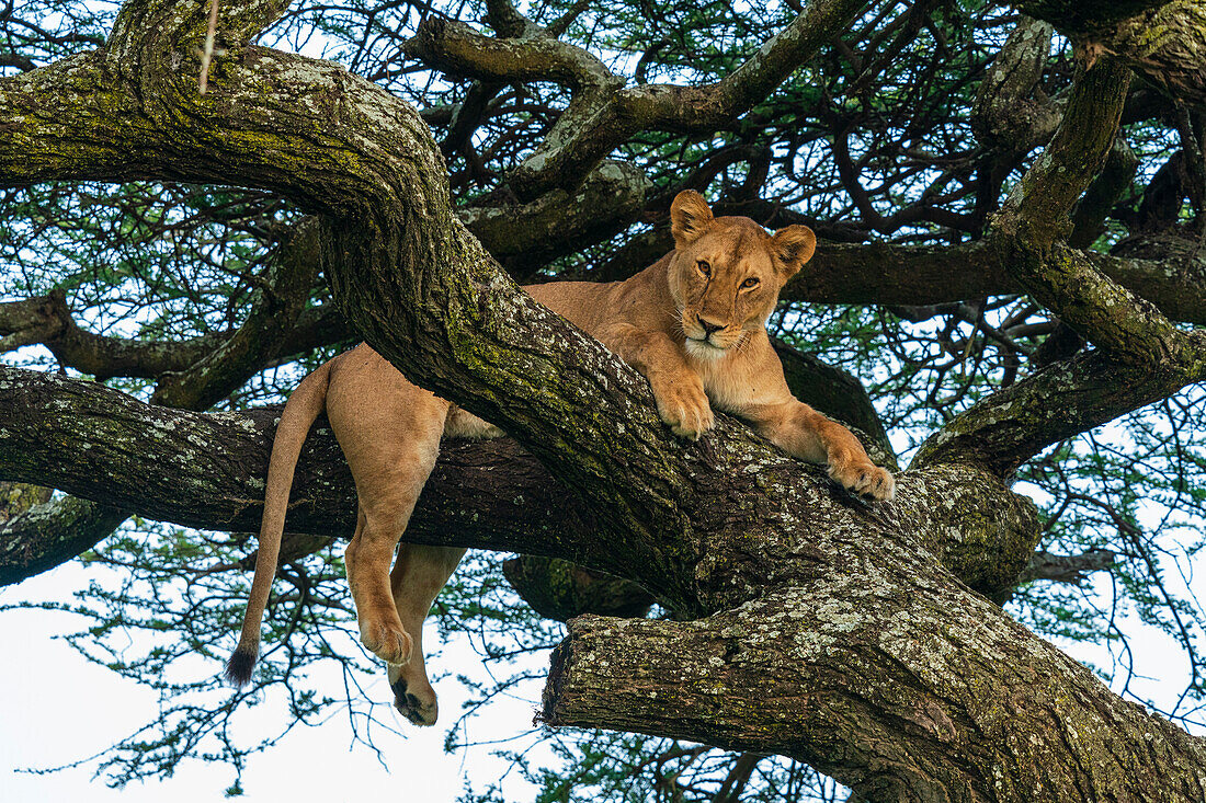 Löwe (Panthera leo) in einem Baum, Ndutu Conservation Area, Serengeti, Tansania, Ostafrika, Afrika