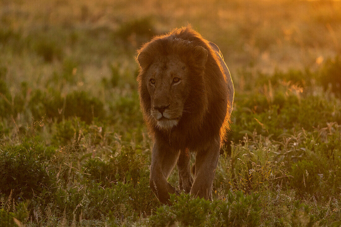 Lion (Panthera leo), Ndutu Conservation Area, Serengeti, Tanzania, East Africa, Africa