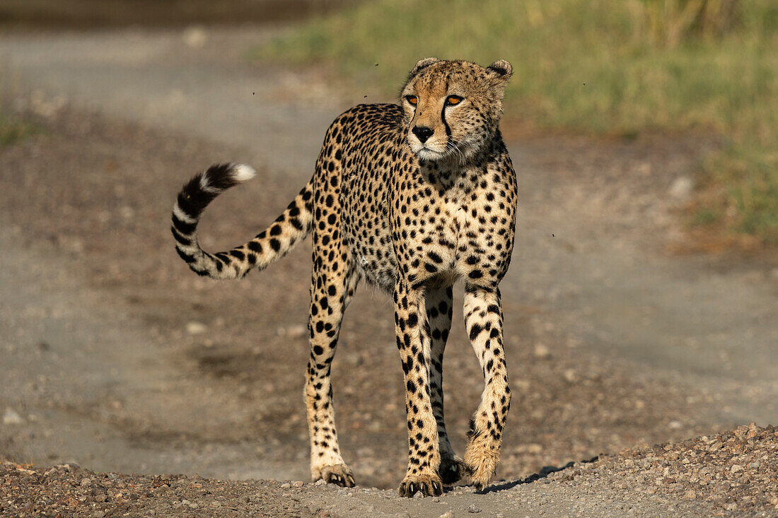 Gepard (Acinonyx jubatus) beim Spaziergang, Ndutu-Schutzgebiet, Serengeti, Tansania, Ostafrika, Afrika
