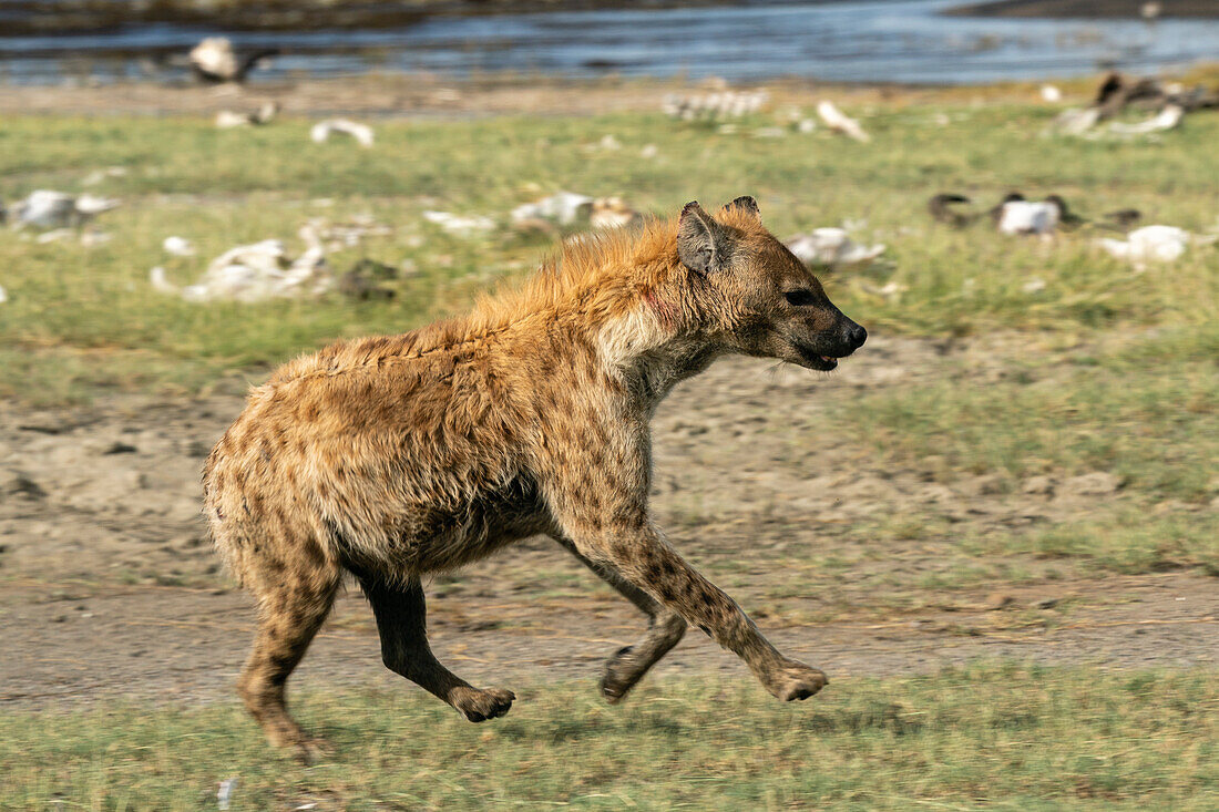 Hyäne (Crocuta crocuta), Ndutu-Schutzgebiet, Serengeti, Tansania, Ostafrika, Afrika