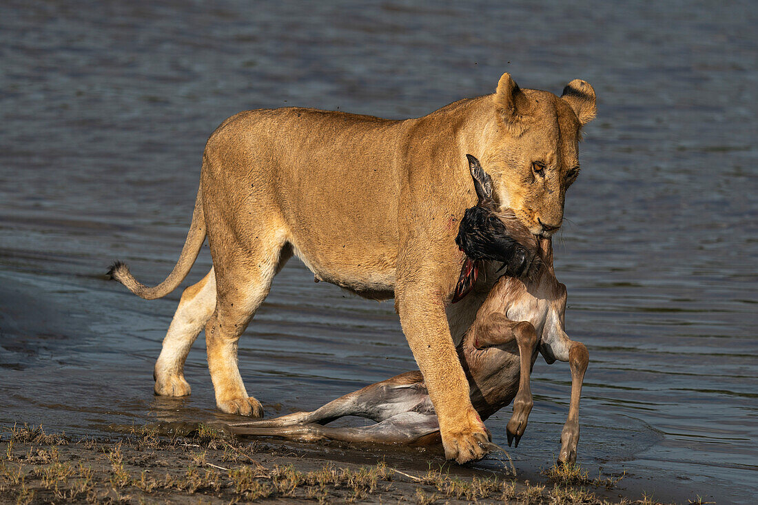 A lioness (Panthera leo) brings to the lake shore a fresly hunted impala calf, Serengeti, Tanzania, East Africa, Africa