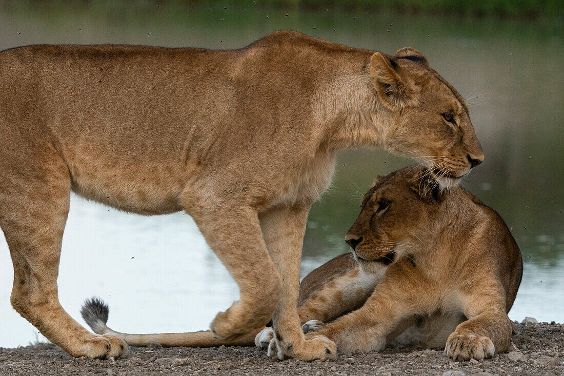 Lioness (Panthera leo), Ndutu Conservation Area, Serengeti, Tanzania, East Africa, Africa