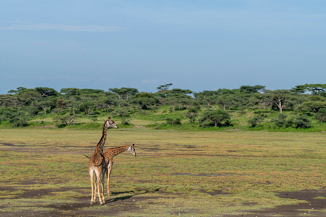Zwei Massai-Giraffen (Giraffa camelopardalis tippelskirchi), Ndutu-Schutzgebiet, Serengeti, Tansania, Ostafrika, Afrika