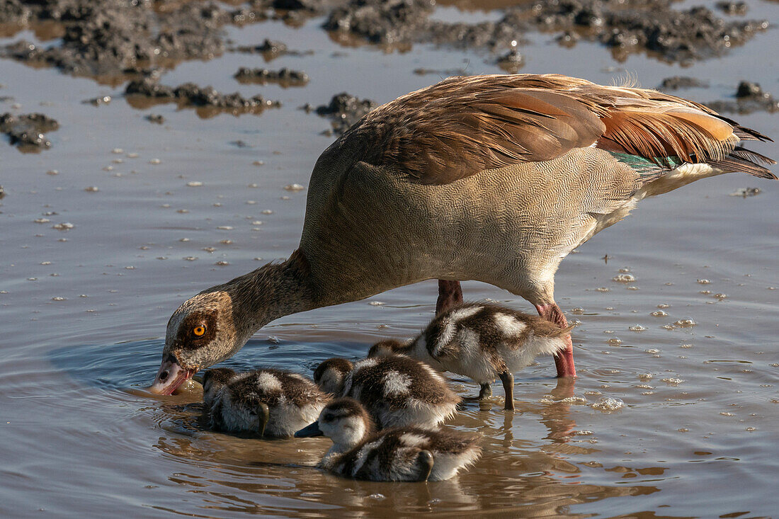 Ägyptische Gans (Alopochen aegyptiacus) mit Küken, Ndutu-Schutzgebiet, Serengeti, Tansania, Ostafrika, Afrika