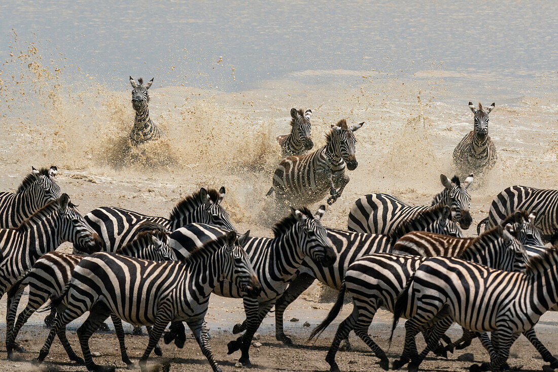 Gemeine Zebras (Equus quagga), Ndutu-Schutzgebiet, Serengeti, Tansania, Ostafrika, Afrika