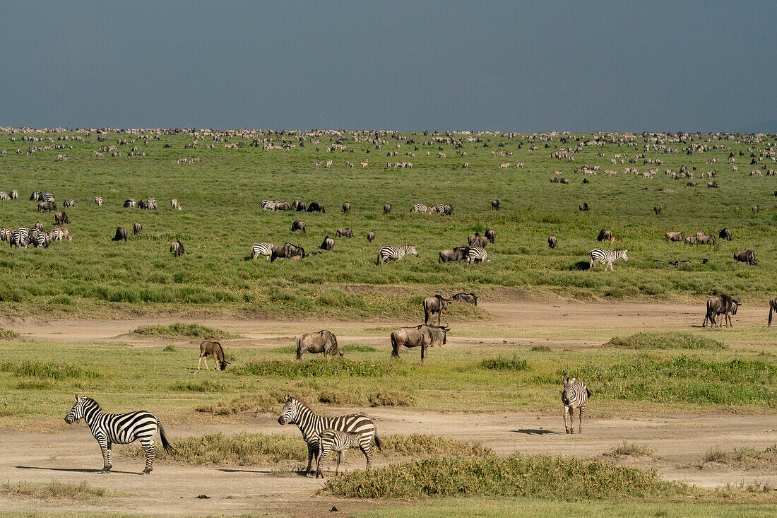 Streifengnu (Connochaetes taurinus) und Gewöhnliches Zebra (Equus quagga) beim Grasen, Ndutu-Schutzgebiet, Serengeti, Tansania, Ostafrika, Afrika
