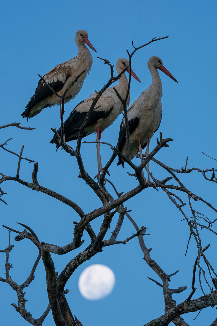 White storks (Ciconia ciconia) perching on a tree with the moon in background, Ndutu Conservation Area, Serengeti, Tanzania, East Africa, Africa