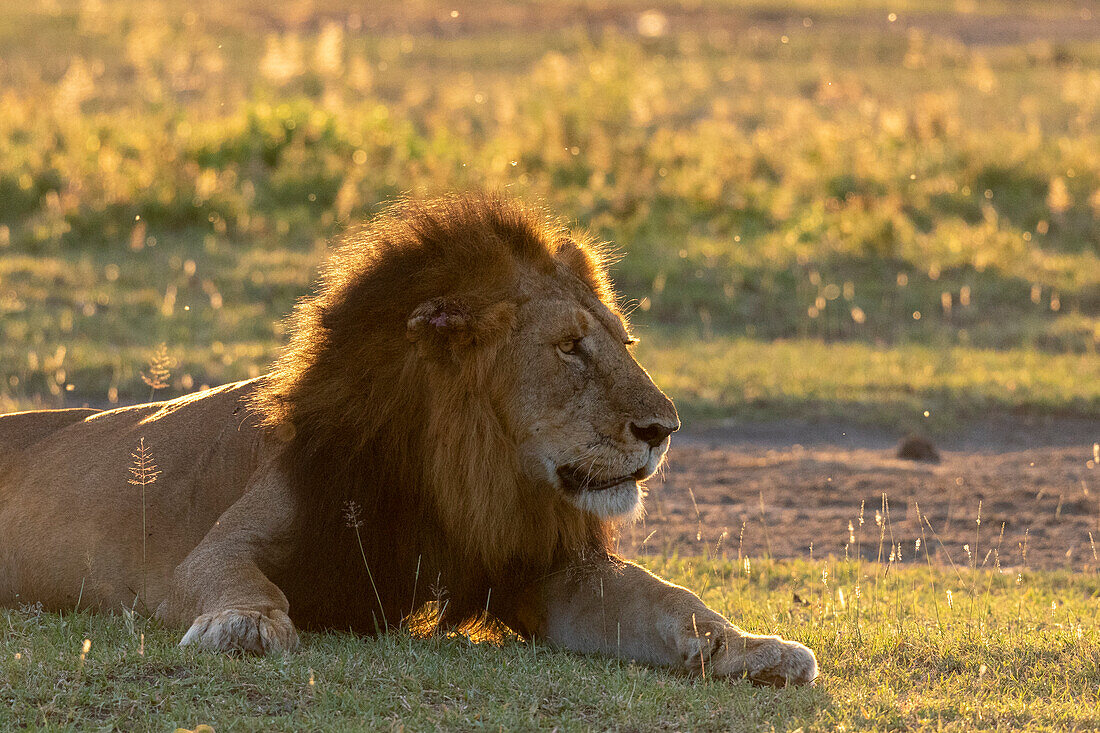 Löwe (Panthera leo), Ndutu-Schutzgebiet, Serengeti, Tansania, Ostafrika, Afrika