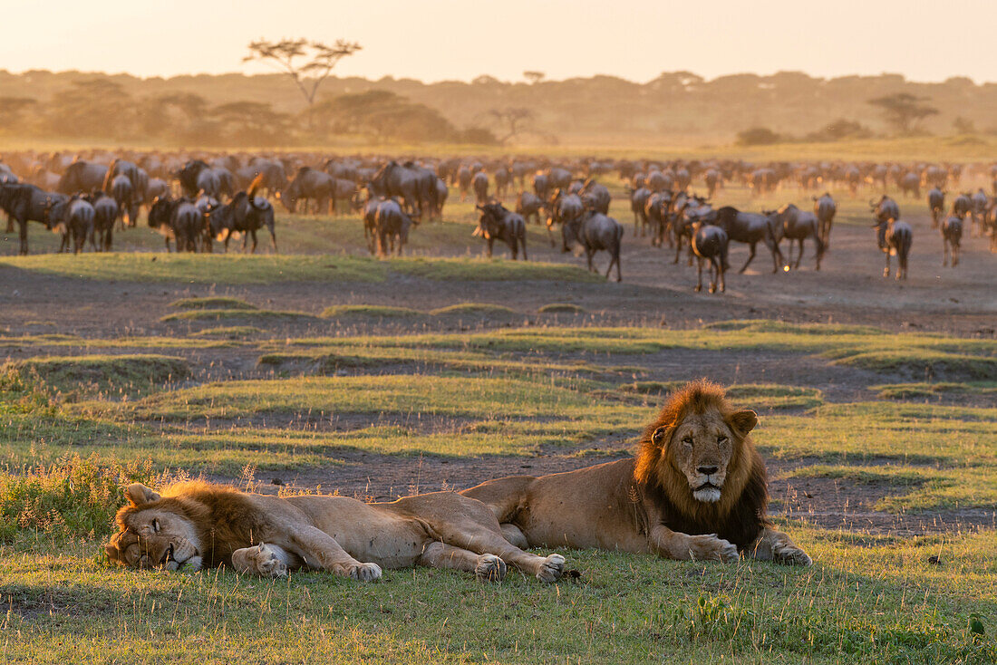 Zwei männliche Löwen (Panthera leo) ruhen sich aus, während sich Gnus (Connochaetes taurinus) zum Trinken versammeln, Serengeti, Tansania, Ostafrika, Afrika