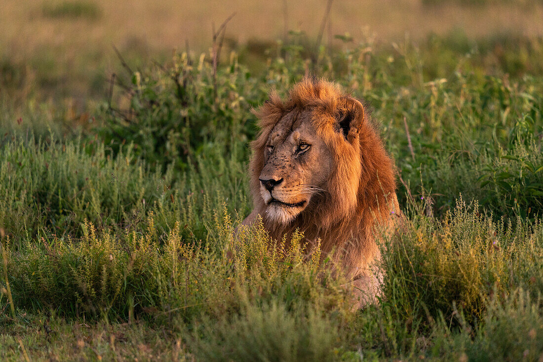 Lion (Panthera leo), Ndutu Conservation Area, Serengeti, Tanzania, East Africa, Africa
