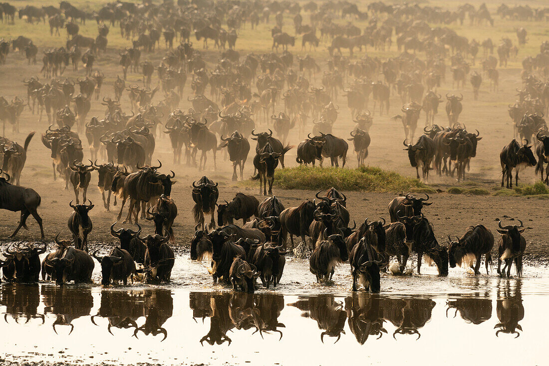 Blue wildebeest (Connochaetes taurinus) at waterhole, Ndutu Conservation Area, Serengeti, Tanzania, East Africa, Africa