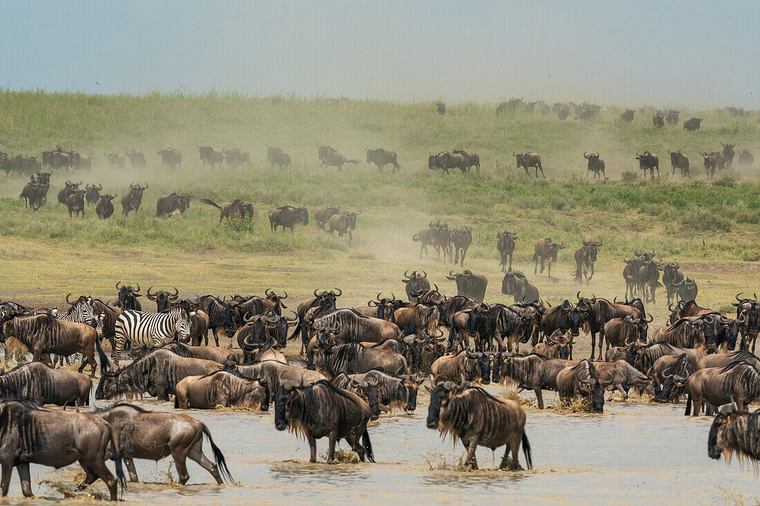 Streifengnu (Connochaetes taurinus) und Zebras (Equus quagga) auf dem Weg zu einem Wasserloch, Serengeti, Tansania, Ostafrika, Afrika