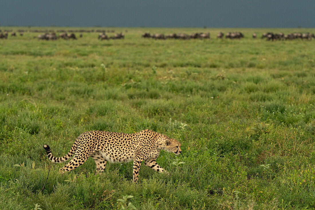 Gepard (Acinonyx jubatus) beim Wandern, Ndutu-Schutzgebiet, Serengeti, Tansania, Ostafrika, Afrika