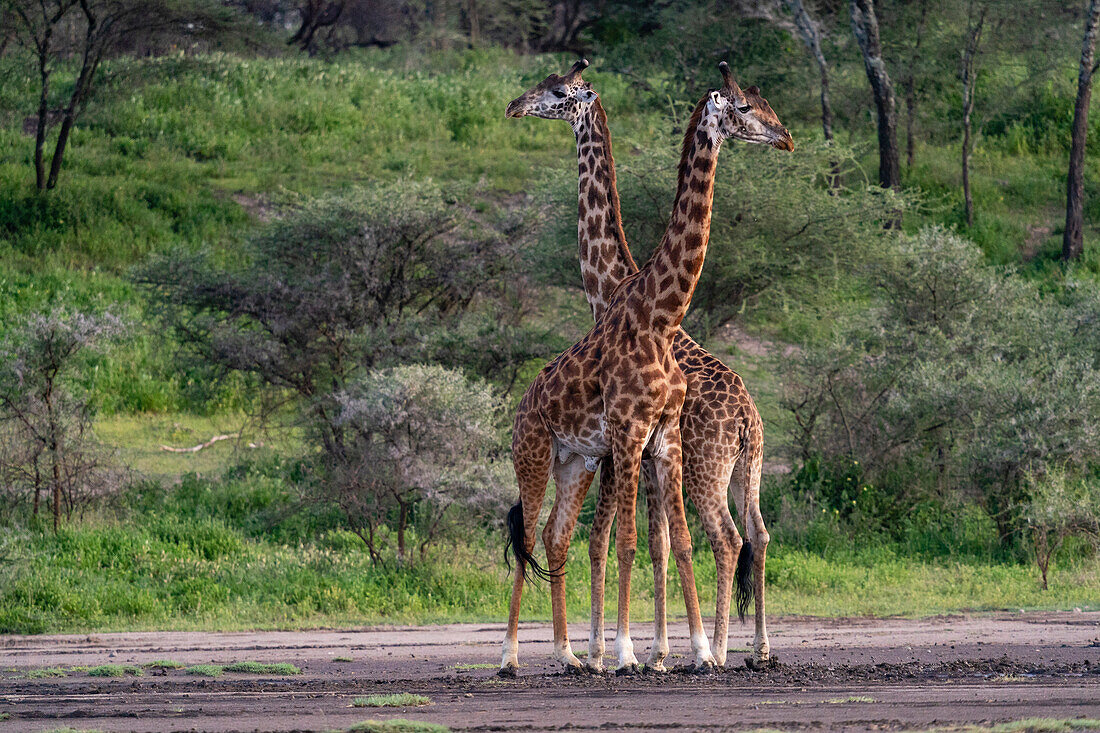 Zwei Massai-Giraffen (Giraffa camelopardalis tippelskirchi), Ndutu-Schutzgebiet, Serengeti, Tansania, Ostafrika, Afrika