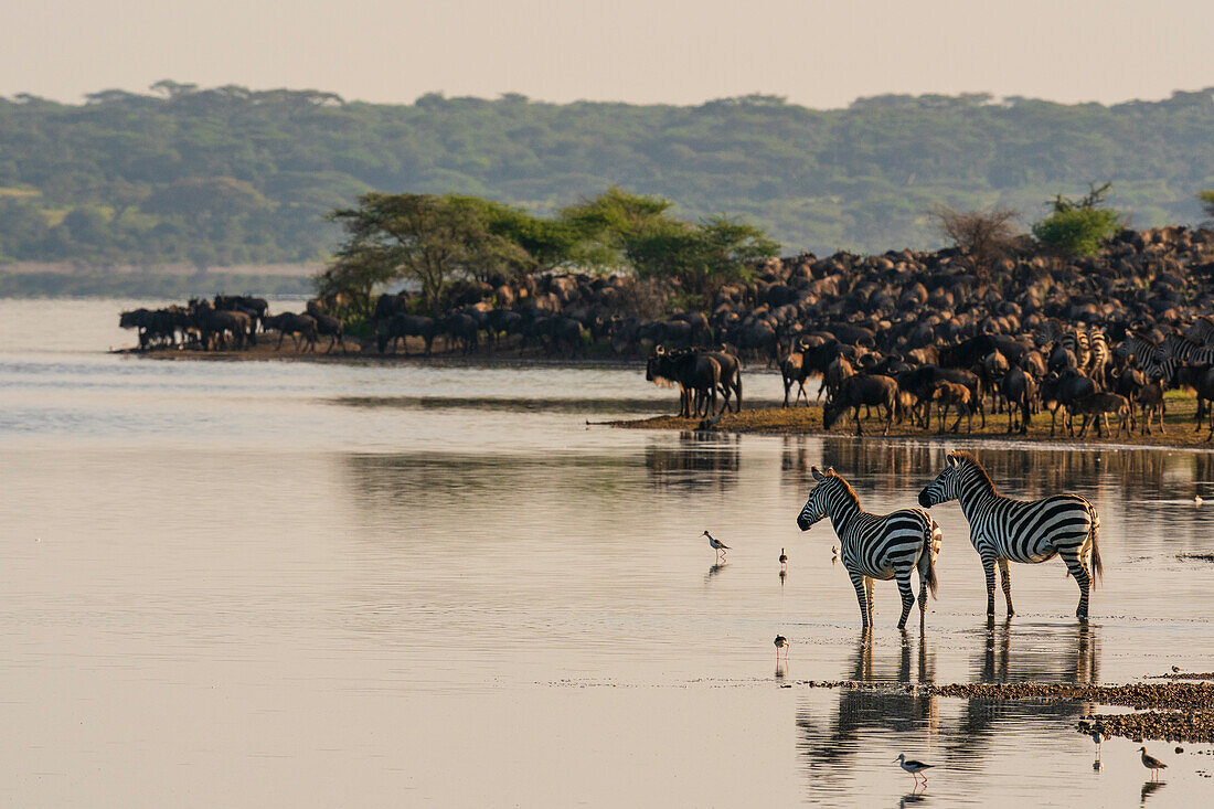 Streifengnu (Connochaetes taurinus) und gewöhnliche Zebras (Equus quagga) am Ndutu-See, Serengeti, Tansania, Ostafrika, Afrika