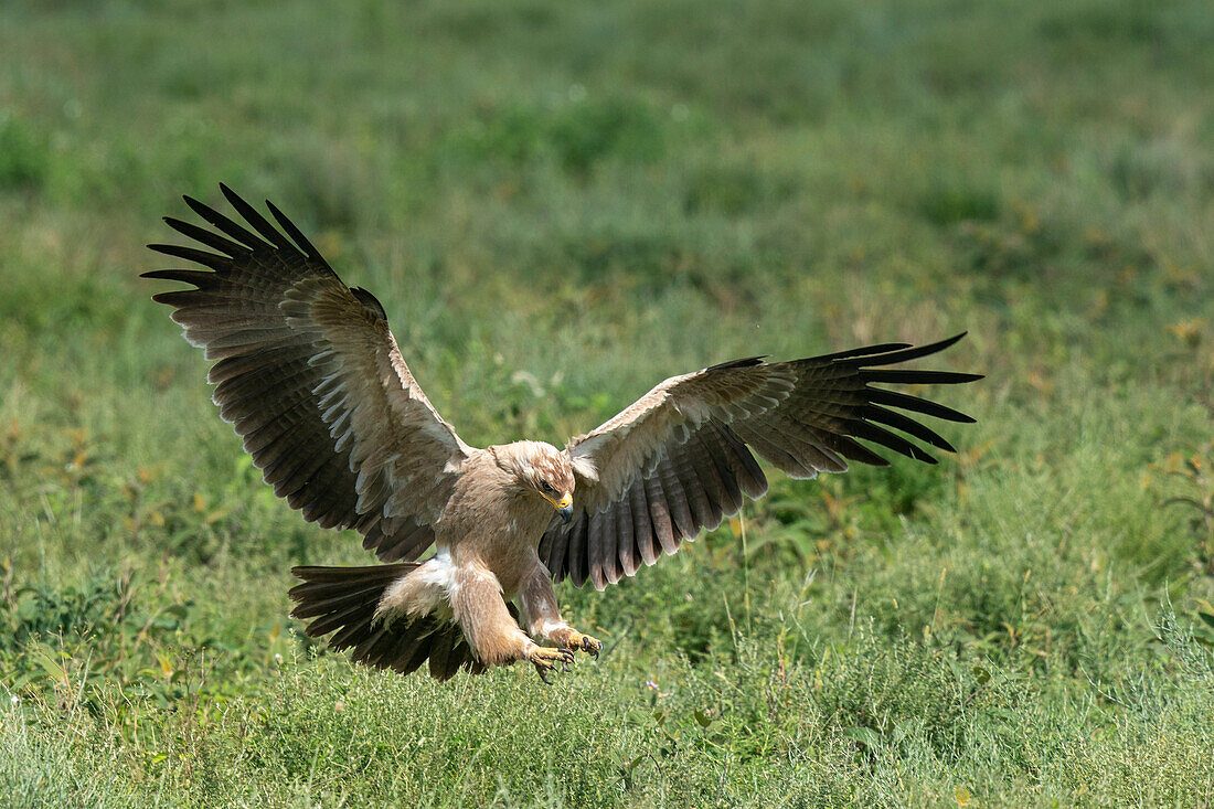 Schreiseeadler (Aquila rapax) im Flug, Ndutu-Schutzgebiet, Serengeti, Tansania, Ostafrika, Afrika