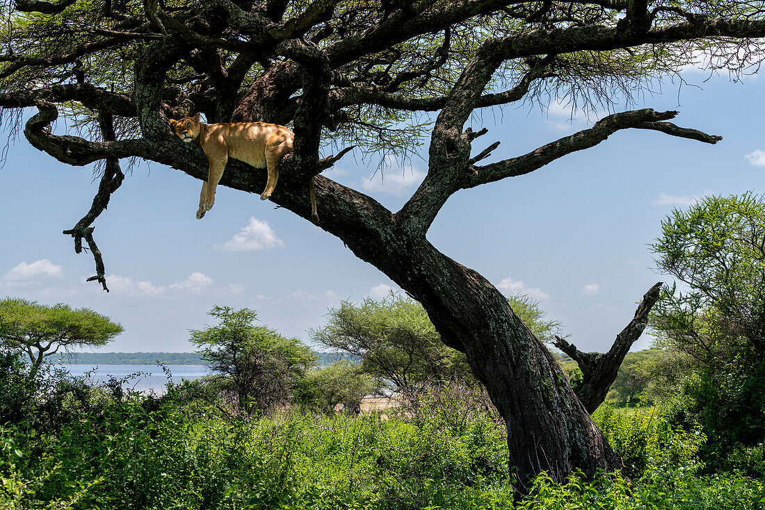 Löwe (Panthera leo) auf einem Baum, Ndutu Conservation Area, Serengeti, Tansania, Ostafrika, Afrika