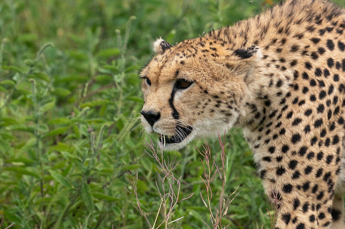 Gepard (Acinonyx jubatus), Ndutu-Schutzgebiet, Serengeti, Tansania, Ostafrika, Afrika