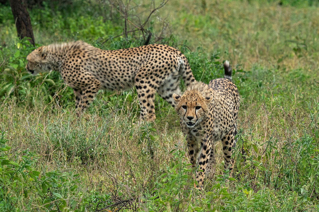 Gepard (Acinonyx jubatus), Ndutu-Schutzgebiet, Serengeti, Tansania, Ostafrika, Afrika