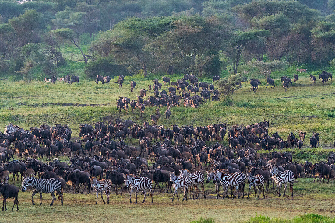 Herde von Streifengnus (Connochaetes taurinus) und Zebras (Equus quagga), Ndutu-Schutzgebiet, Serengeti, Tansania, Ostafrika, Afrika