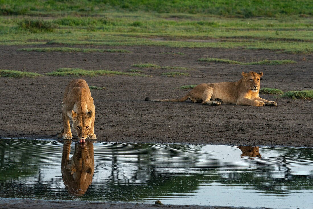 Lion and a lioness (Panthera leo) at a waterhole, Ndutu Conservation Area, Serengeti, Tanzania, East Africa, Africa