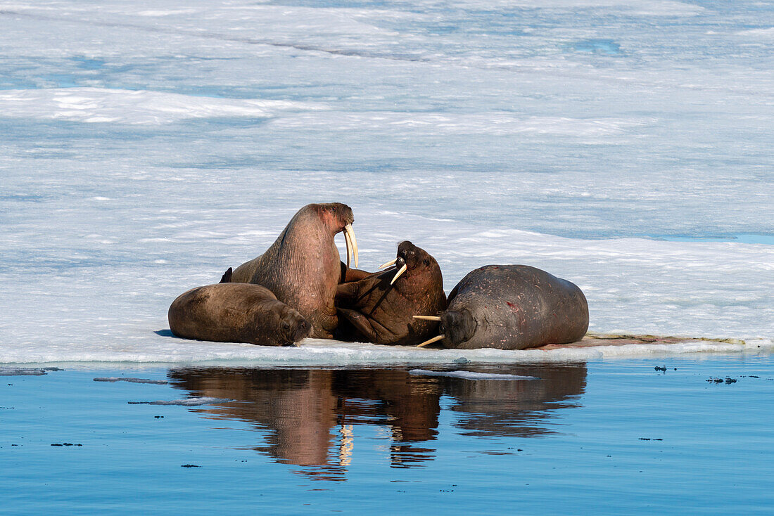 Walruses (Odobenus rosmarus) resting on ice, Brepollen, Spitsbergen, Svalbard Islands, Arctic, Norway, Europe