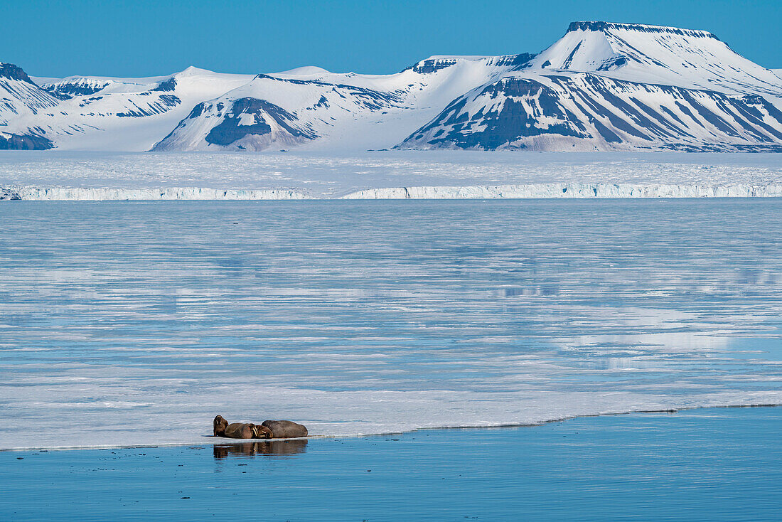 Walruses (Odobenus rosmarus) resting on ice, Brepollen, Spitsbergen, Svalbard Islands, Arctic, Norway, Europe