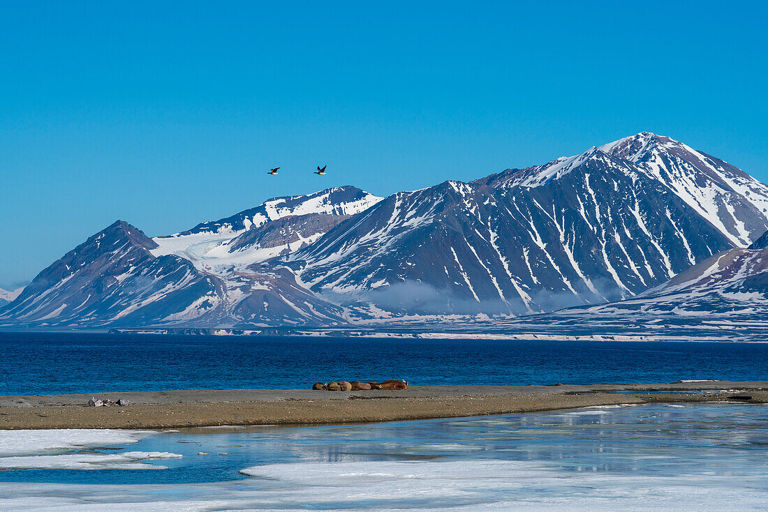 Calypsobyen, Spitsbergen, Svalbard Islands, Arctic, Norway, Europe