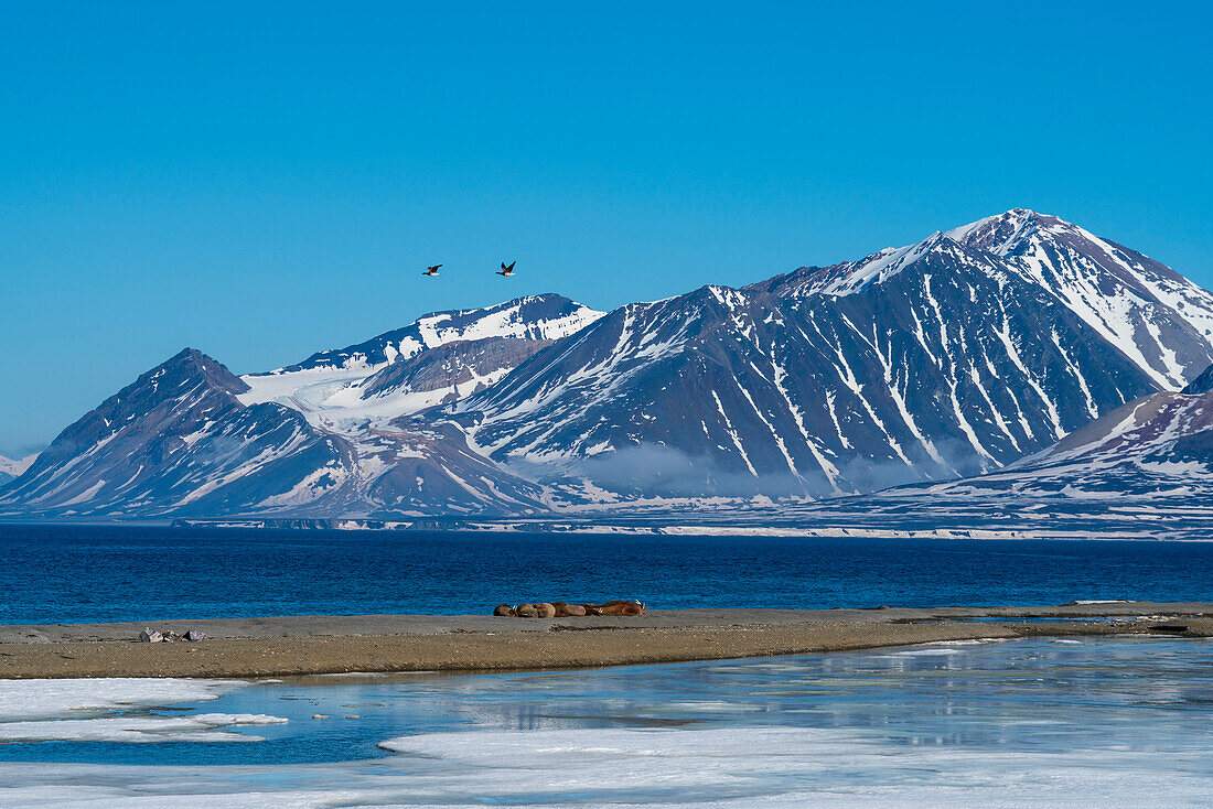 Calypsobyen, Spitzbergen, Svalbard-Inseln, Arktis, Norwegen, Europa