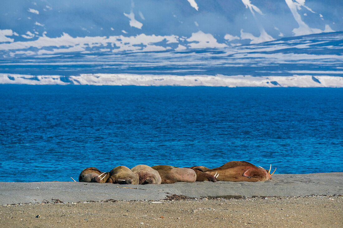 Walrosse (Odobenus rosmarus) beim Ausruhen am Strand, Calypsobyen, Spitzbergen, Svalbard Inseln, Arktis, Norwegen, Europa