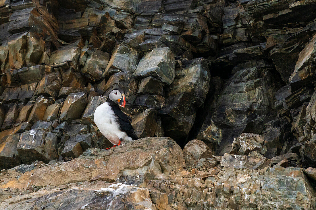 Atlantic puffin (Fratercula arctica), Kongsfjorden, Spitsbergen, Svalbard Islands, Arctic, Norway, Europe