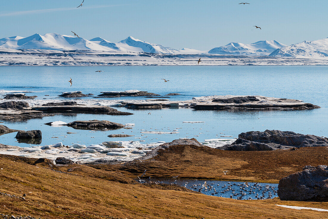 Gnalodden, Spitsbergen, Svalbard Islands, Arctic, Norway, Europe