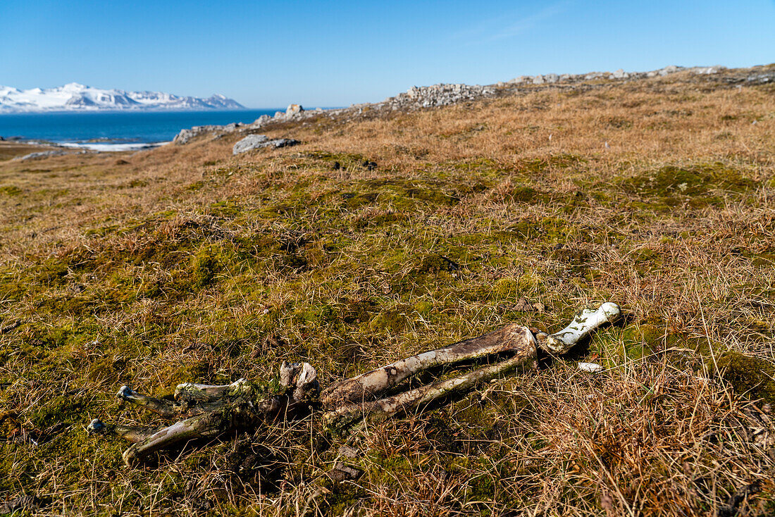 Eisbärknochen, Gasbergkilen, Spitzbergen, Svalbard-Inseln, Arktis, Norwegen, Europa