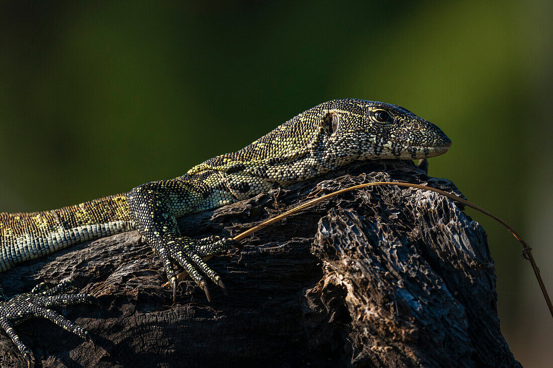 Nile Monitor (Varanus niloticus), Chobe National Park, Botswana, Africa