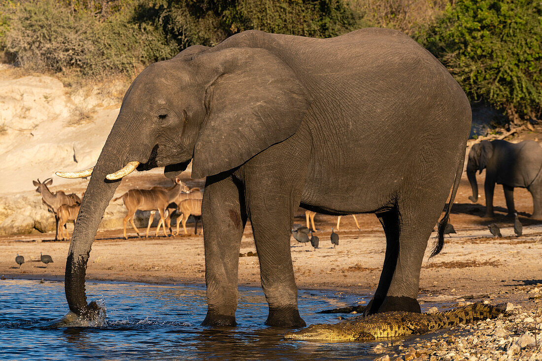 Ein afrikanischer Elefant (Loxodonta africana) trinkt in der Nähe eines Nilkrokodils (Crocodilus niloticus), Chobe-Nationalpark, Botsuana, Afrika