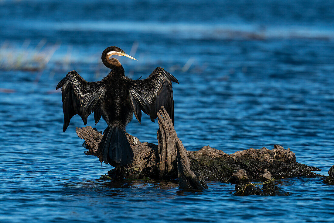 African Darter (Anhinga rufa), Chobe National Park, Botswana, Africa