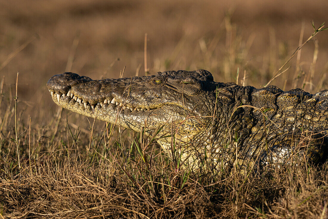 Nilkrokodil (Crocodylus niloticus), ruhend am Flussufer, Chobe-Nationalpark, Botsuana, Afrika