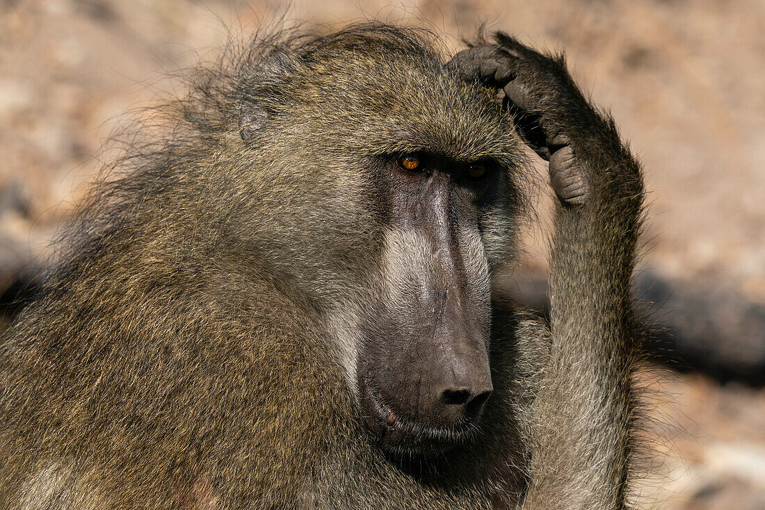 Chacma Baboon (Papio hamadryas), Chobe National Park, Botswana, Africa