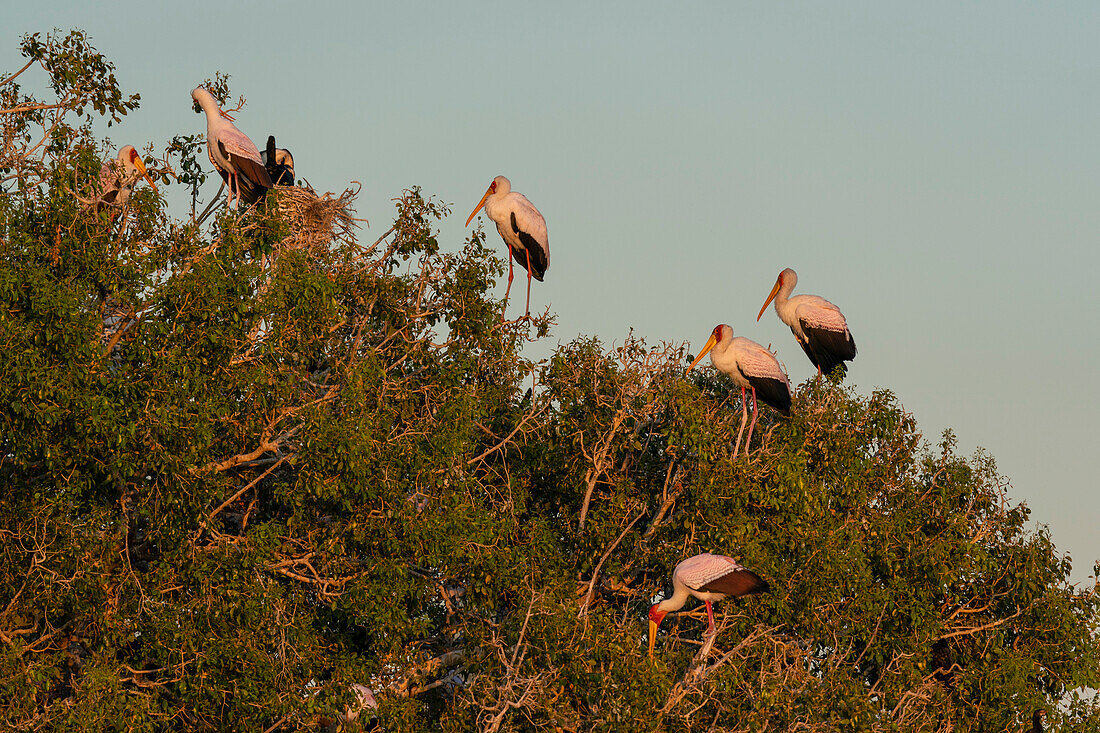 Gelbschnabelstorch (Mycteria ibis), Chobe-Nationalpark, Botsuana, Afrika