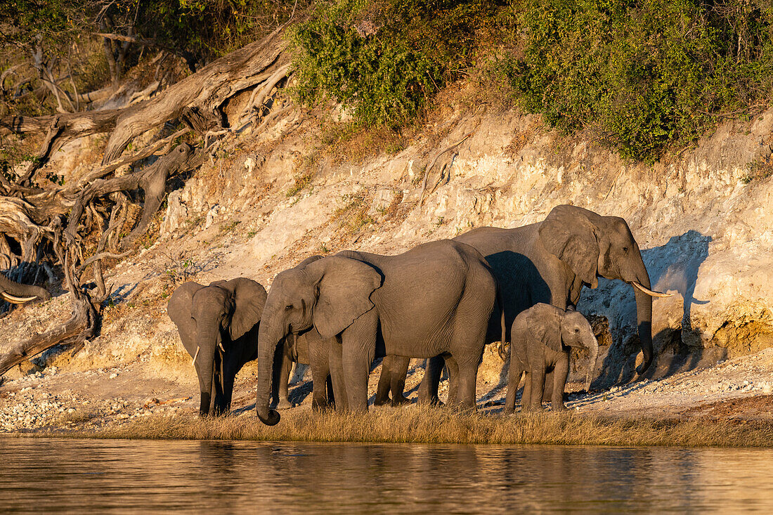 African elephants (Loxodonta africana) and calf on Chobe river bank, Chobe National Park, Botswana, Africa