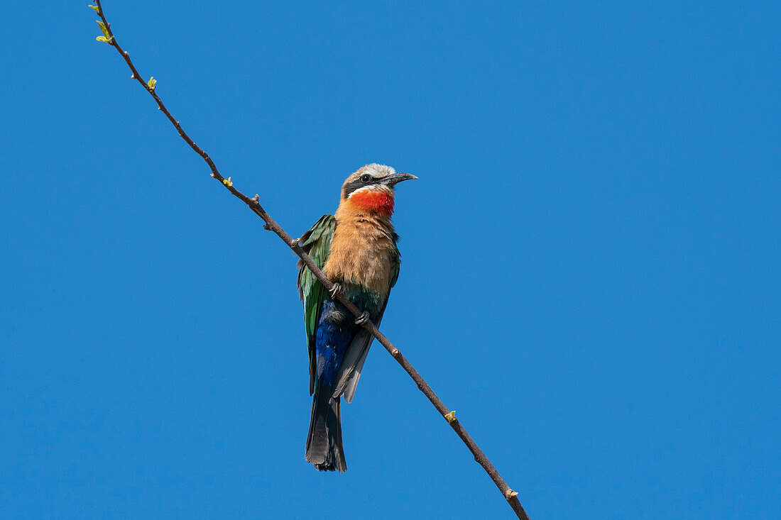White-fronted bee-eater (Merops bullockoides) perching on a branch, Chobe National Park, Botswana, Africa