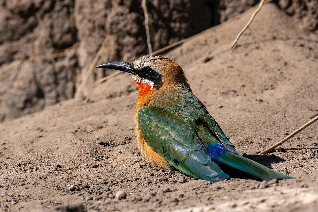 White-fronted bee-eater (Merops bullockoides), Chobe National Park, Botswana, Africa