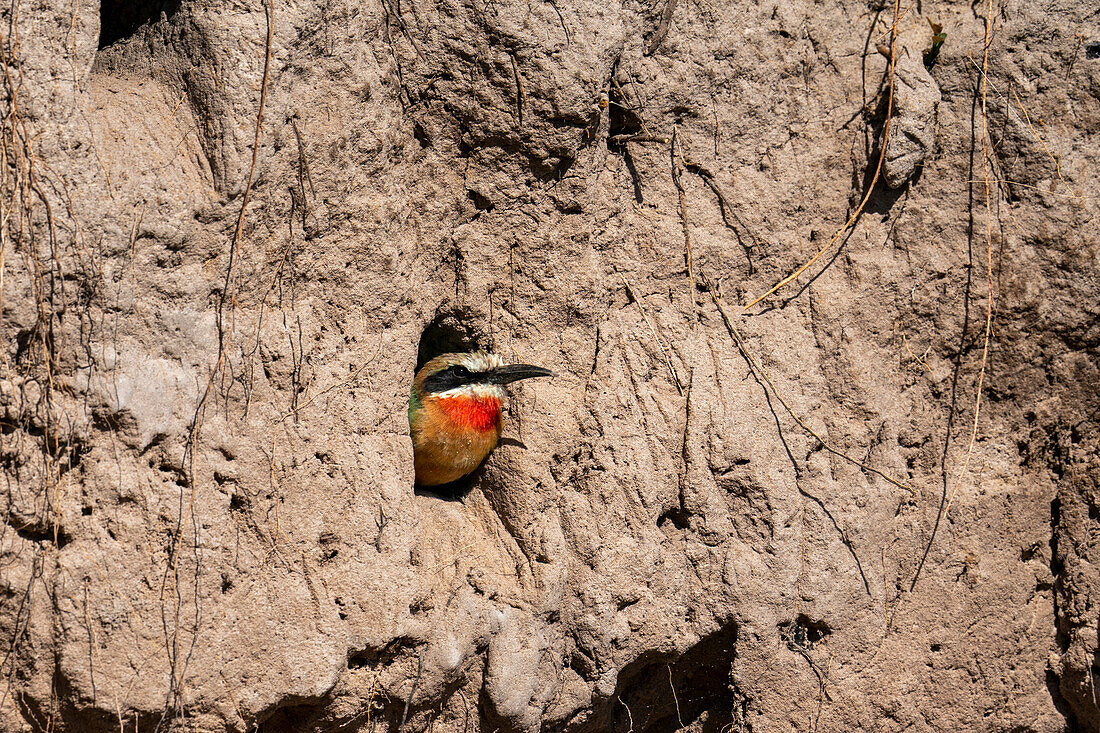 White-fronted bee-eater (Merops bullockoides) in the nest, Chobe National Park, Botswana, Africa