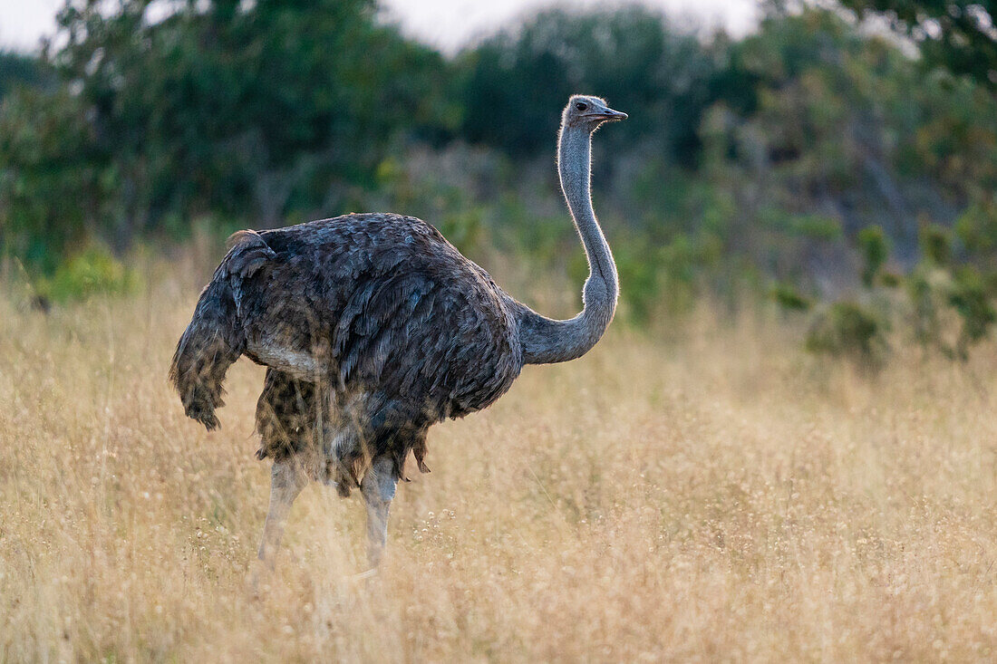 Weiblicher Strauß (Struthio camelus), Savuti, Chobe-Nationalpark, Botsuana, Afrika