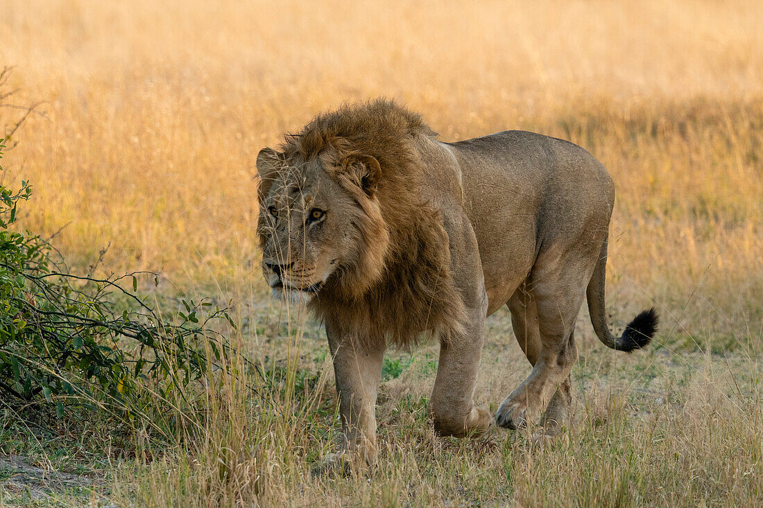 Löwe (Panthera leo), Savuti, Chobe-Nationalpark, Botsuana, Afrika
