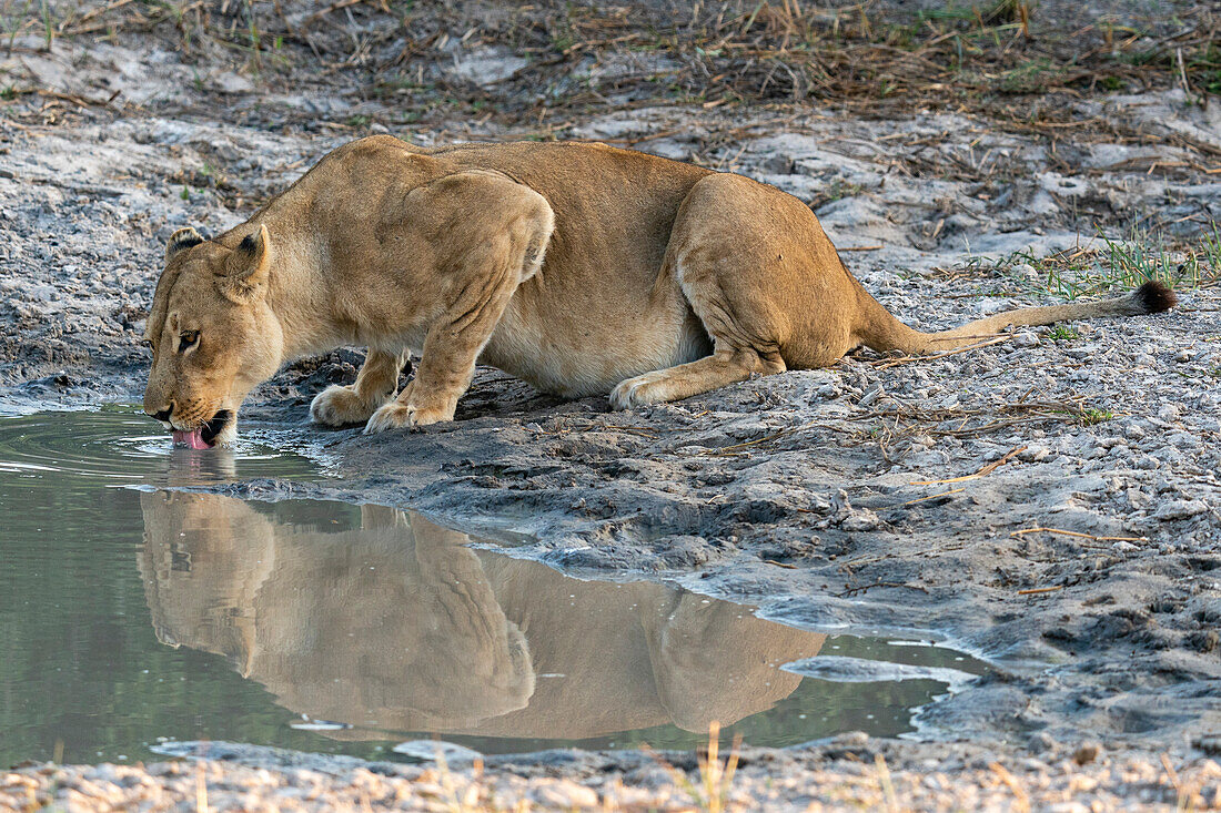 Eine Löwin (Panthera leo) beim Trinken, Savuti, Chobe-Nationalpark, Botsuana, Afrika