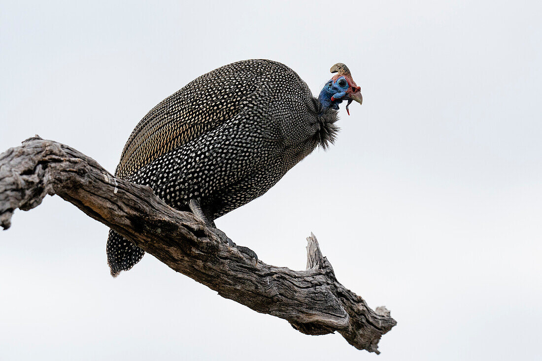 Helmeted guineafowl (Numida meleagris) on a tree top, Savuti, Chobe National Park, Botswana, Africa