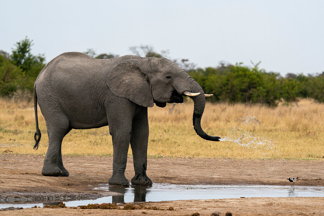 Afrikanischer Elefant (Loxodonta africana) beim Trinken am Wasserloch, Savuti, Chobe-Nationalpark, Botsuana, Afrika