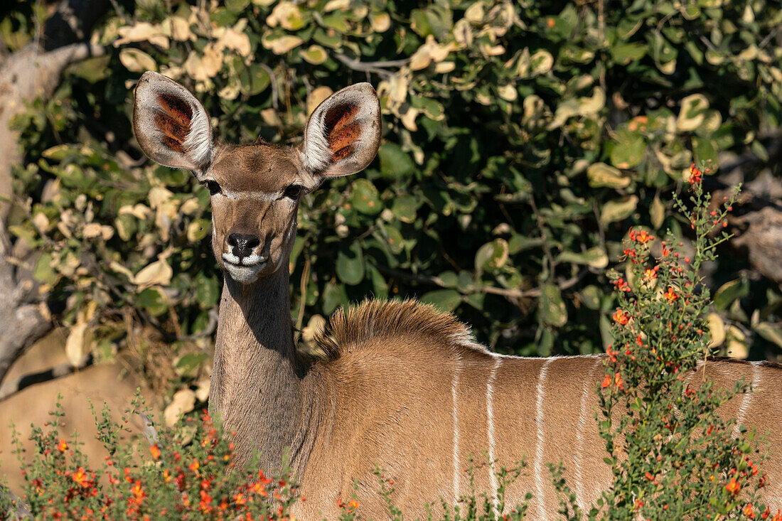 Weiblicher Großer Kudu (Tragelaphus strepsiceros) schaut in die Kamera, Khwai Concession, Okavango Delta, Botswana, Afrika