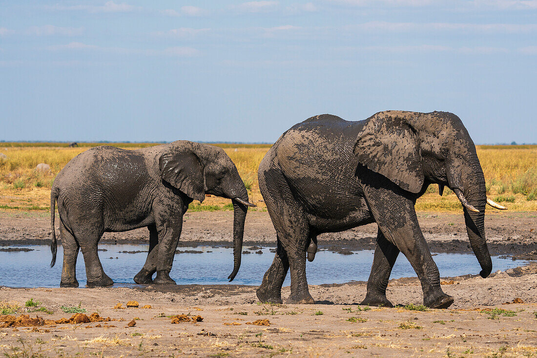 Afrikanische Elefanten (Loxodonta africana) an einem Wasserloch in der Mababe-Ebene, Chobe-Nationalpark, Botsuana, Afrika